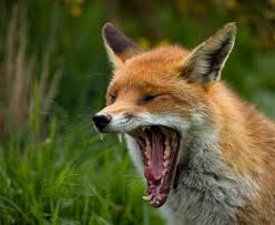 foxy yawning